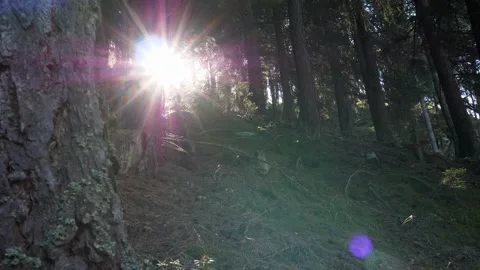 Sun rays filter through mountain pine trees. Panning 4K Stock Footage 165738583