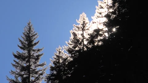 Sun rays filter through snowy pine branches - Cross Conifer and Winter Woodland Stock Footage 339812453
