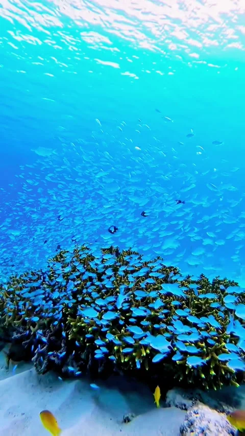 Sun Rays Filtering Through Deep Blue Sea Water onto Reef Stock Footage 337639612