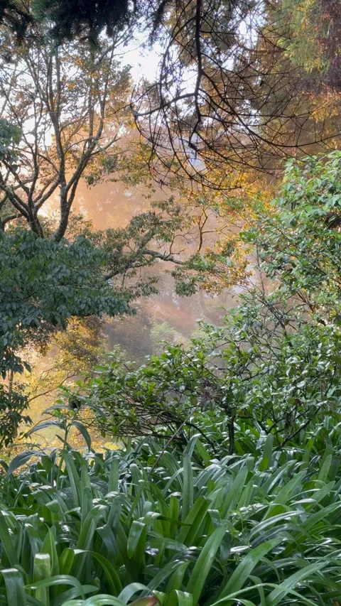 Sun Rays Filtering Through Dense Forest in Alishan, Taiwan Stock Footage 312611928