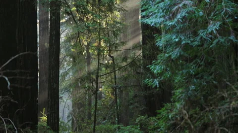 Sun rays filtering through dense redwood forest with green foliage Видео 327423875