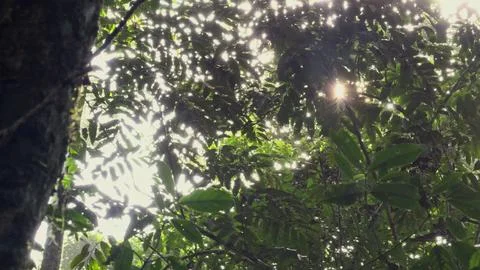 Sun rays filtering through dense jungle foliage Stock Photos