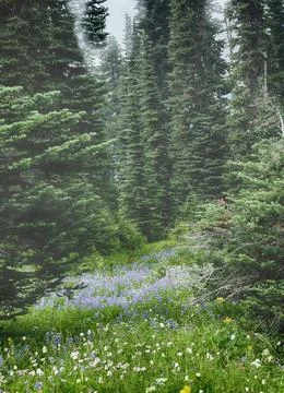 Sun rays filtering through fog illuminate wildflowers in a lush clearing su.. Stock Photos