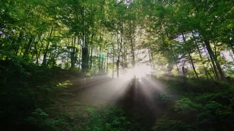 Sun rays filtering through lush green forest canopy with mist 库存影片 347232333