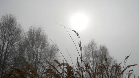 Sun rays filtering through the mist Video stock 70562668