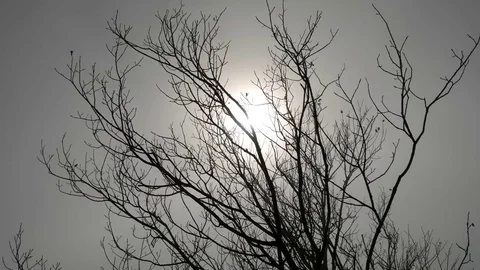 Sun rays filtering through the mist Video stock 70562776