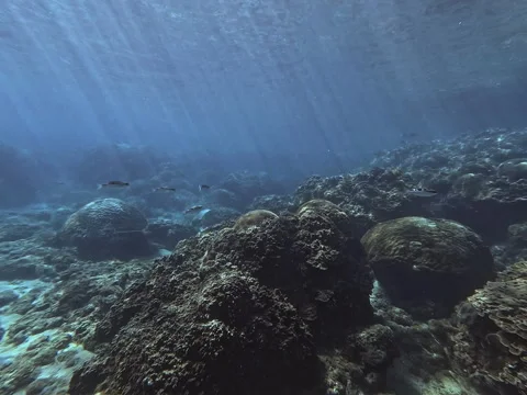 Sun Rays Filtering Through Ocean Water Above Coral Reef with Fish Stock Footage 340896592