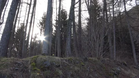 Sun rays filtering through the pine forest Stock-Footage 155200273
