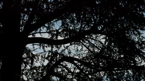 Sun rays filtering through the pine tree. Slow motion 4K 스톡 동영상 330669070
