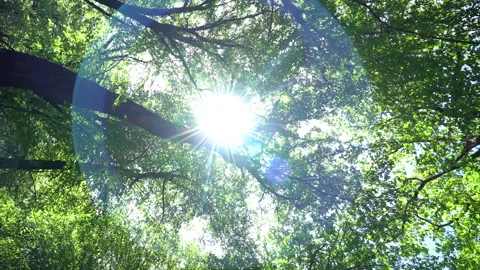 Sun Rays Filtering Through Tree Leaves onto Camera 動画素材 308967662