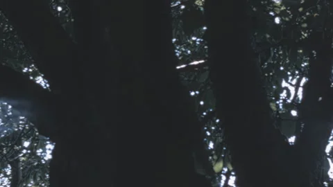 Sun Rays Filtering Through Tree Canopy In New York City 1960s Stock Footage 341011057