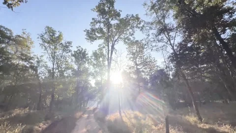 The sun rays filtering through the trees of Pench national park Stock Footage 337941969