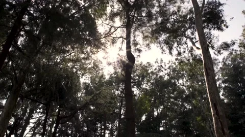 Sun rays flickering from trees leaves in park dolly shot Stock Footage 130415754