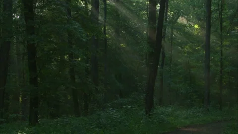 Sun rays flooding forest after night rain Stock Footage 326896617