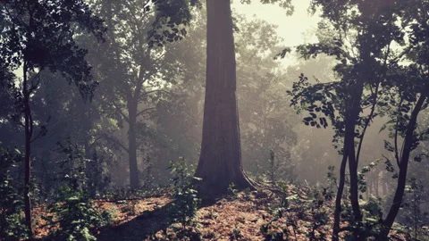 Sun rays flowing through the tree trunks of the evergreen forest Stock Footage 232994940