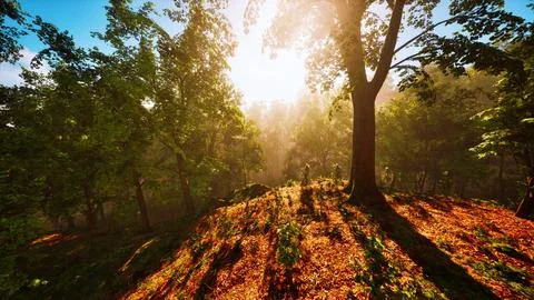 Sun rays flowing through the tree trunks of the evergreen forest Stock Illustration