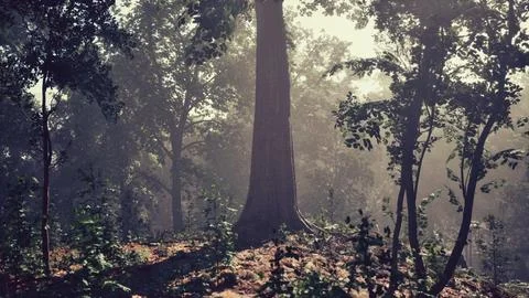 Sun rays flowing through the tree trunks of the evergreen forest Stock Illustration