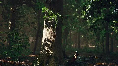 Sun rays flowing through the tree trunks of the evergreen forest Stock Illustration
