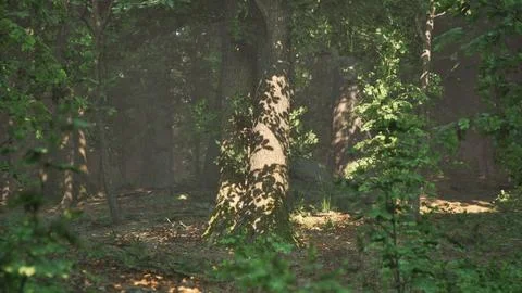 Sun rays flowing through the tree trunks of the evergreen forest Stock Illustration