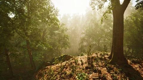 Sun rays flowing through the tree trunks of the evergreen forest Stock Illustration