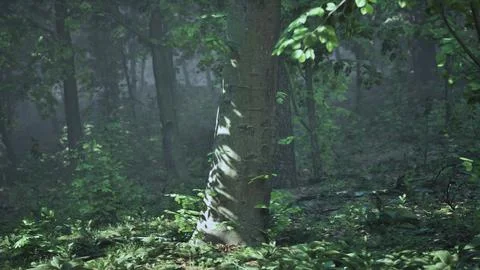 Sun rays flowing through the tree trunks of the evergreen forest Stock Illustration