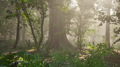Sun rays flowing through the tree trunks of the evergreen forest Stock Illustration
