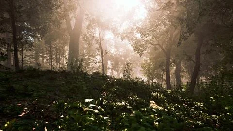 Sun rays flowing through the tree trunks of the evergreen forest Stock Illustration