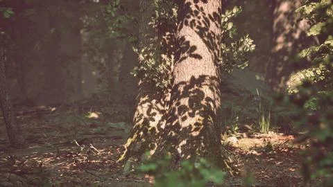 Sun rays flowing through the tree trunks of the evergreen forest Stock Illustration