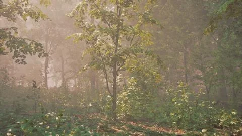 Sun rays flowing through the tree trunks of the evergreen forest Stock Illustration