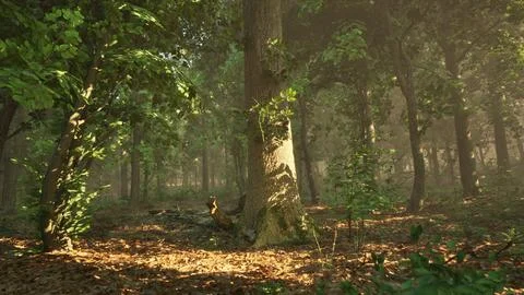 Sun rays flowing through the tree trunks of the evergreen forest Stock Illustration
