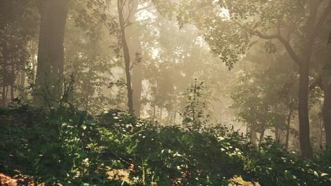Sun rays flowing through the tree trunks of the evergreen forest Stock Illustration