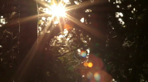 Sun rays Stock Footage 768031