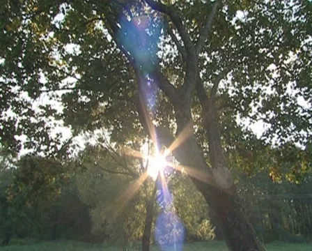 Sun rays. Stock Footage 7909332