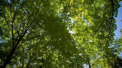 Sun rays Stock Footage 44532979