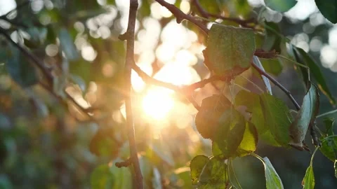 Sun rays Stock Footage 131209518