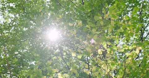 Sun rays Stock Footage 137649299