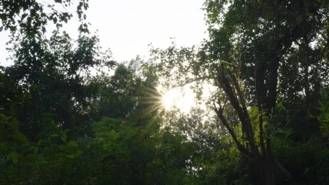 Sun rays Video stock 324461383