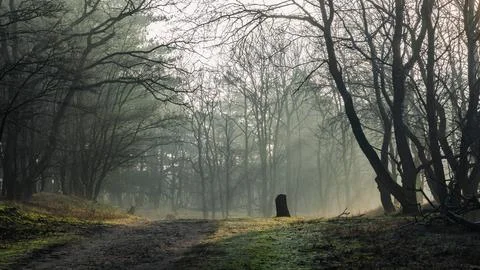 Sun rays in a forest and dirt path in the foreground Stock Photos