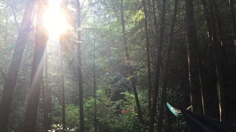 Sun rays in the forest of a campsite Stock Footage 54369209