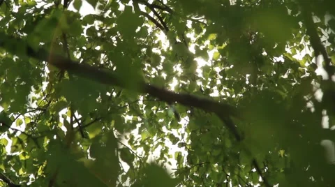 Sun Rays In The Forest Stock Footage 40834185