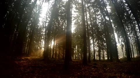 Sun rays in the forest Stock Footage 49416924