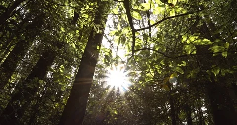 Sun rays in the forest Stock Footage 104017661