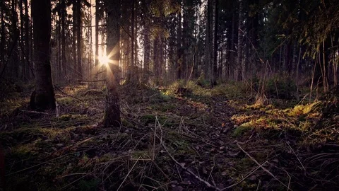 Sun rays in a forest Stock Footage 108864255
