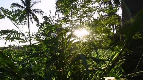 Sun rays in the forest Stock Footage 146126163