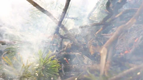 Sun rays in the forest Stock Footage 160053533