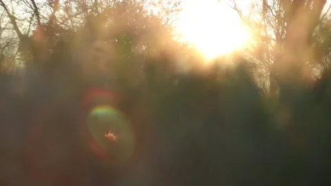 Sun Rays in the Forest Stock Footage 247641679
