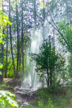 Sun rays in the forest, morning in the forest Stock Photos