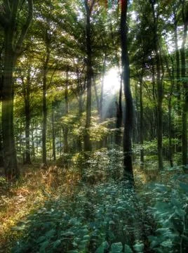 Sun rays in the forest Stock Photos