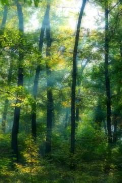 Sun rays in a forest Stock Photos