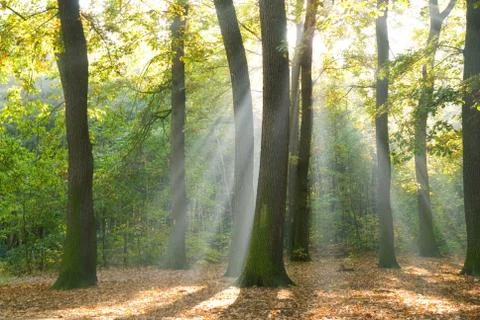 Sun rays in a forest Stock Photos